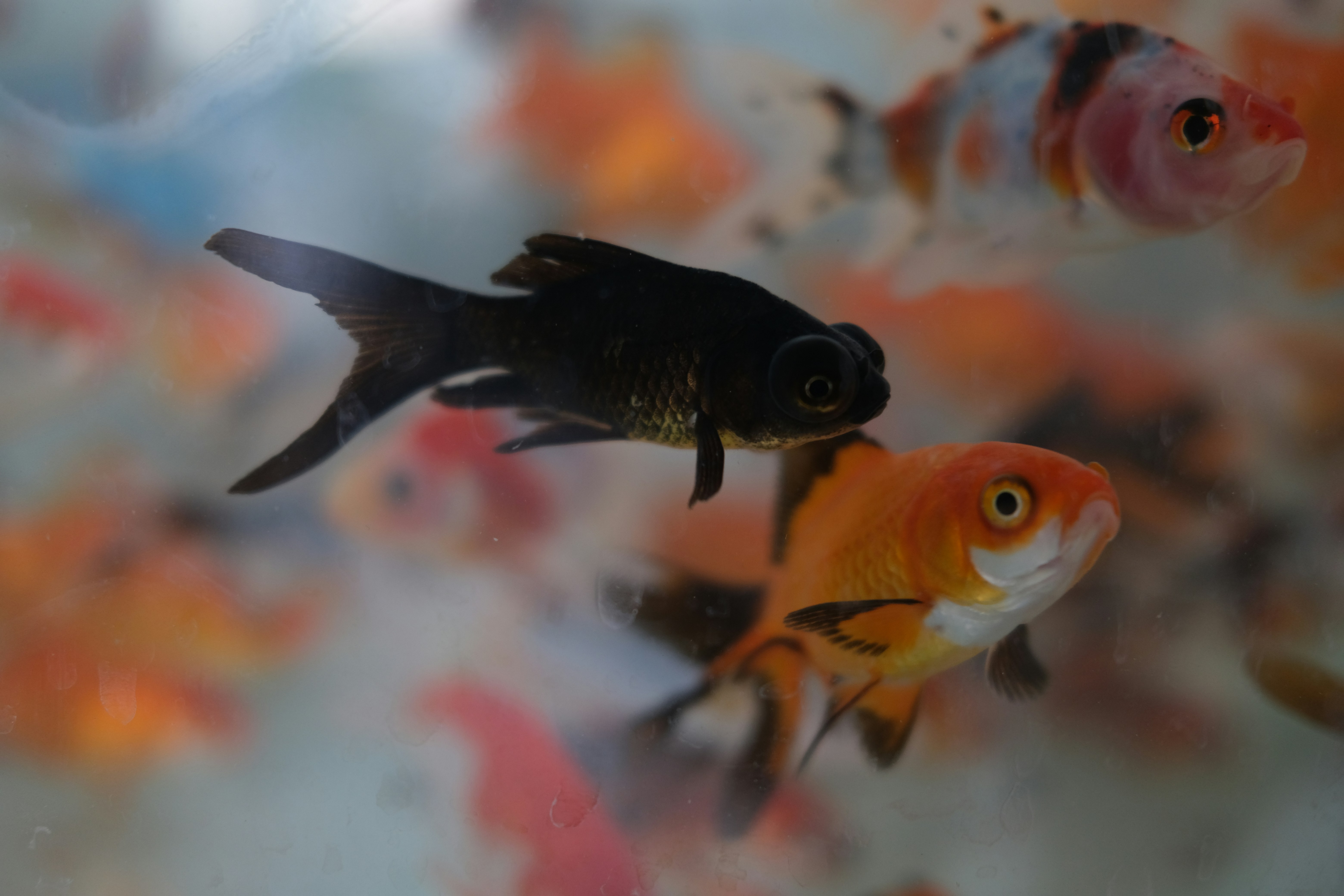 Two Fishies One Fish, Two Fish | The Brancatelli Blog